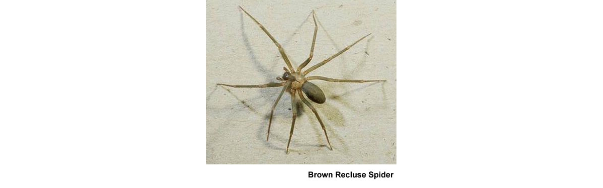 female brown widow spider