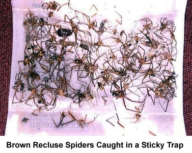 pcreclusespiders-clip-image009