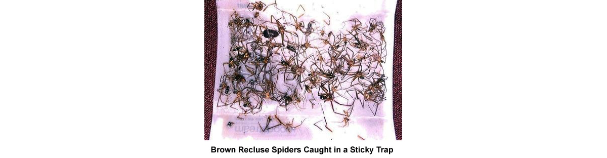 Bermuda Veterinary Services - Brown Recluse Spider Bite Poisoning