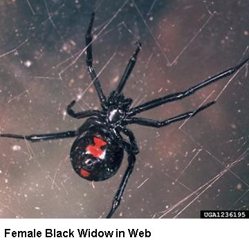 pcreclusespiders-clip-image016