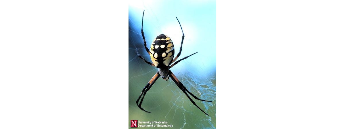 Black Matte Spider Web Medium Tote