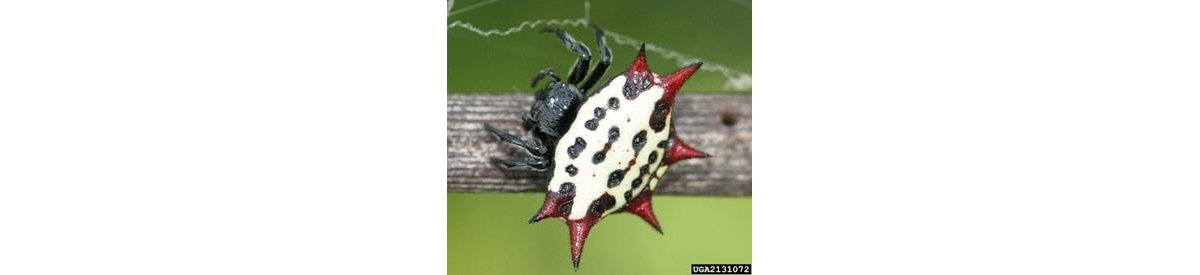 white spider identification