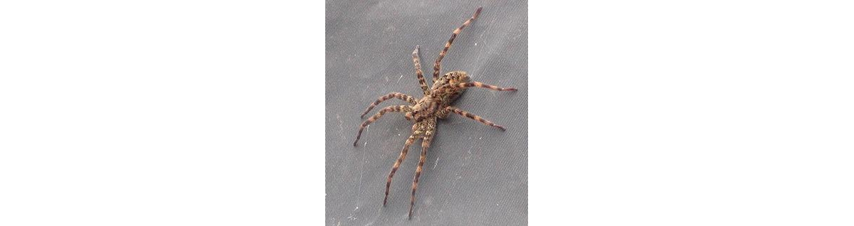 A Large Spider with a Pattern on the Abdomen Sits on the Fishing