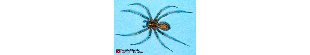 Common House Spiders: House Spider Control & Information