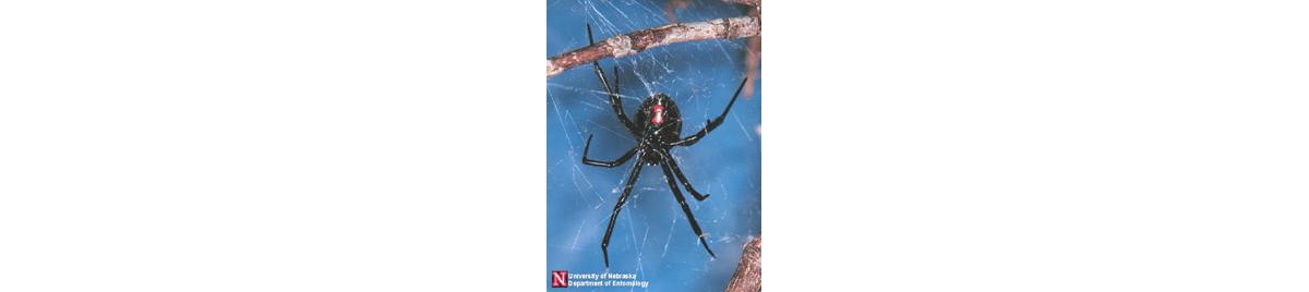 Wolf Spider Bite Treatments in Crystal Lake, IL