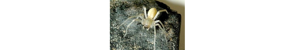 black with tan sac spider