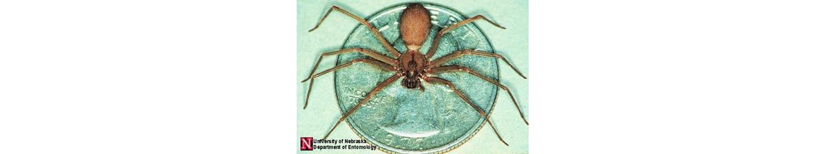 Southern House Spider: Identification Tips