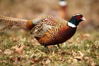 ring-necked pheasant