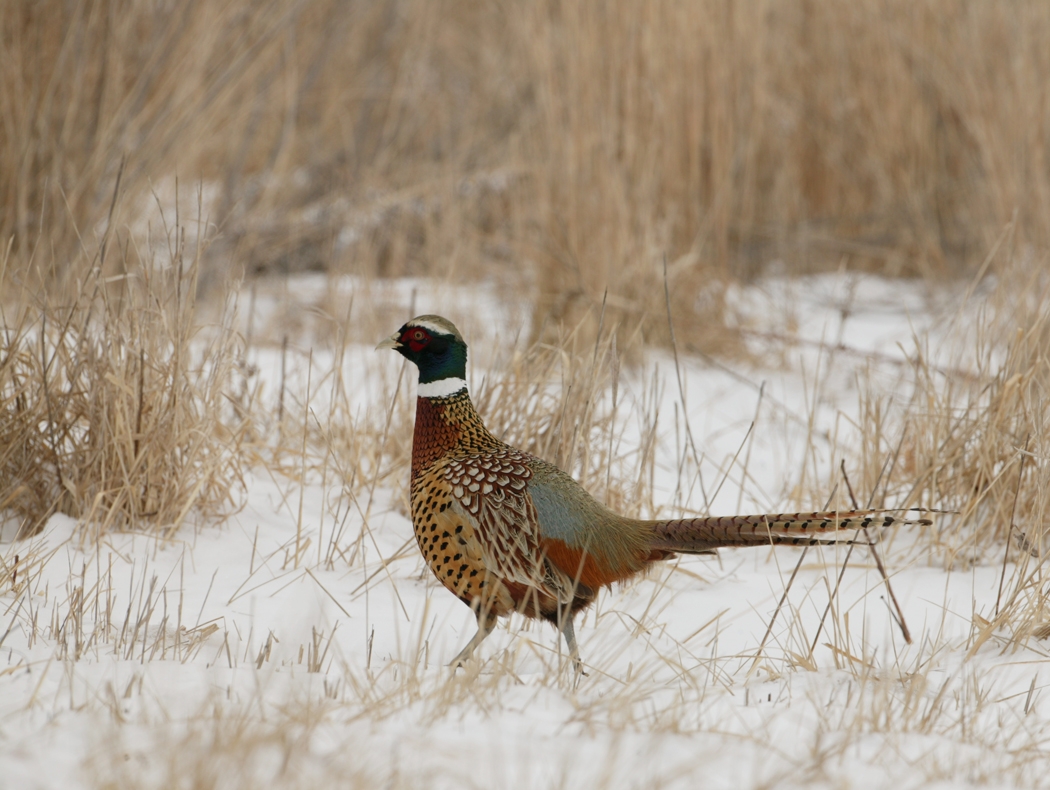 Pheasant siting on a fence