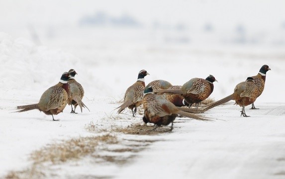 Pheasants