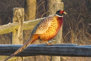 Pheasant sitting on a fence Rail