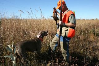 pheasant hunt