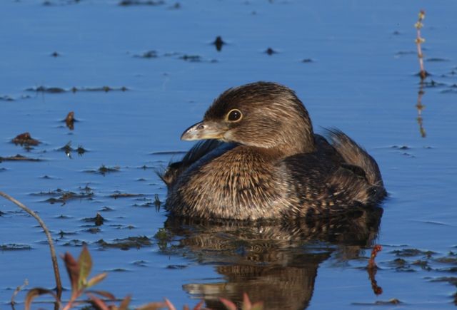 pied billed grebe.jpg