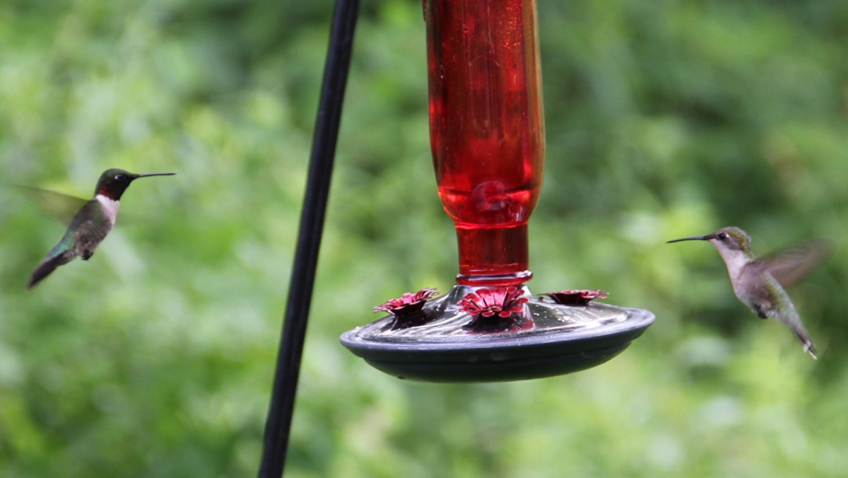 Endangered Hummingbirds List