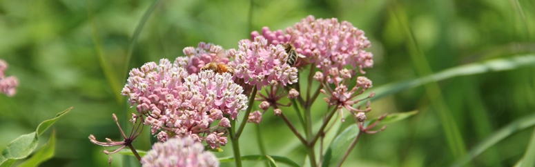 PlantListTallPrairie.JPG