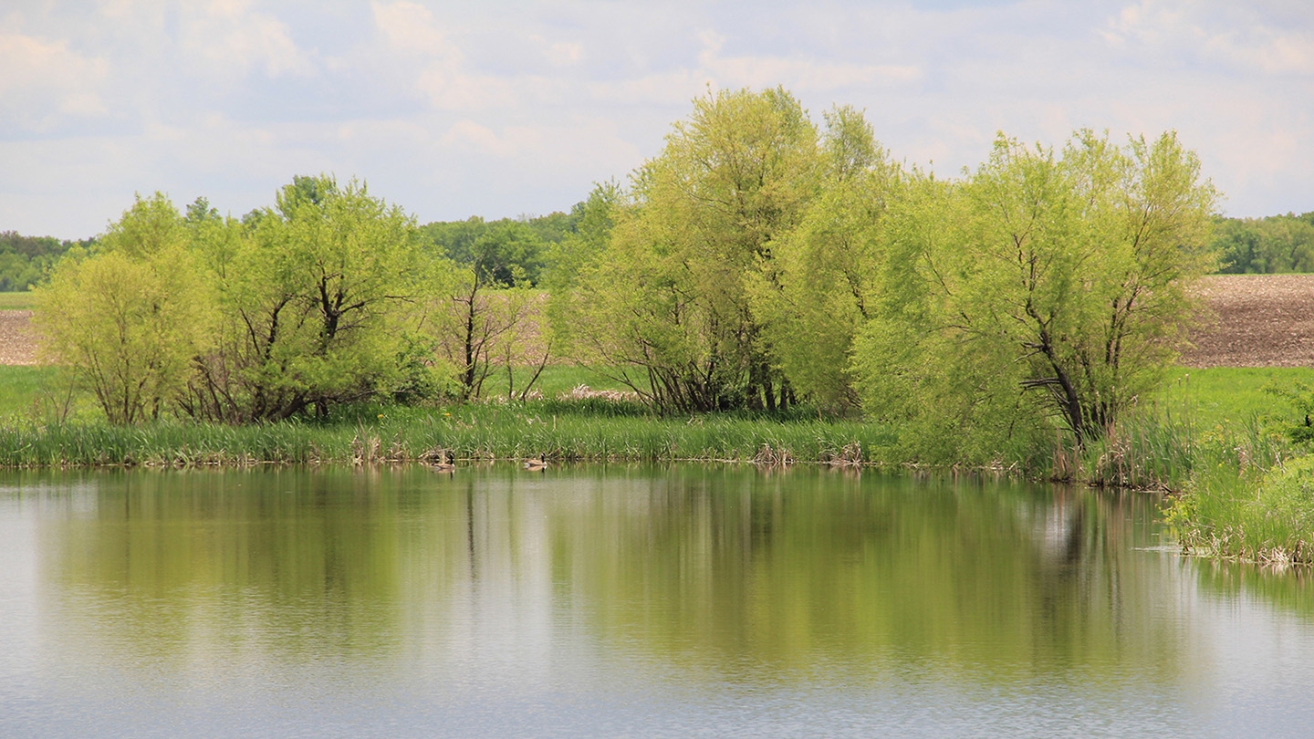 PlantListWetland.JPG