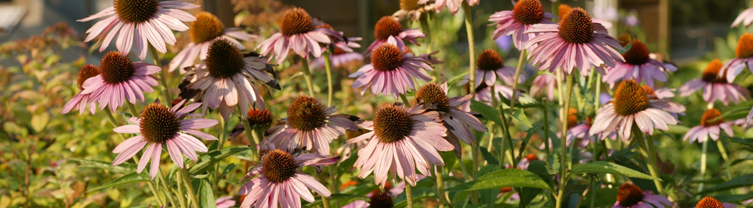 plant page banner