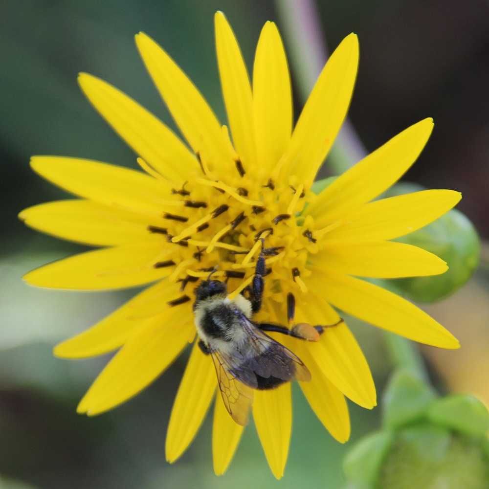 bee on flower