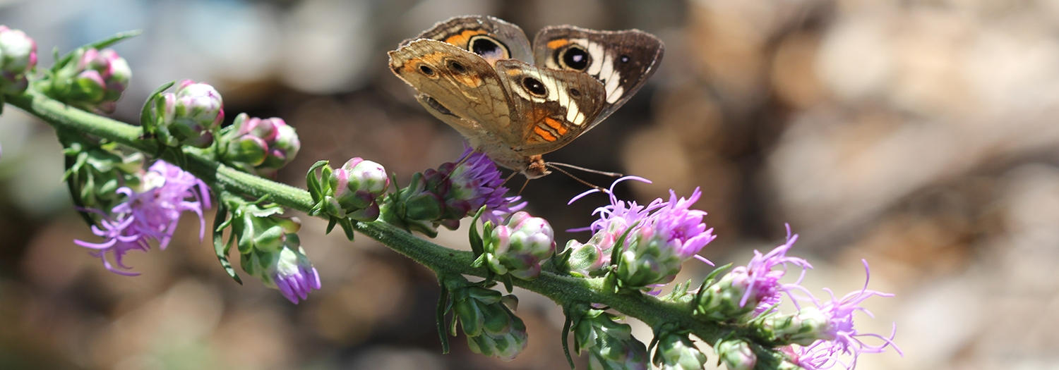 Pollinator Banner