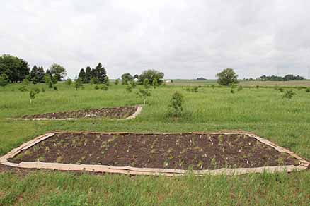growing prairie plot