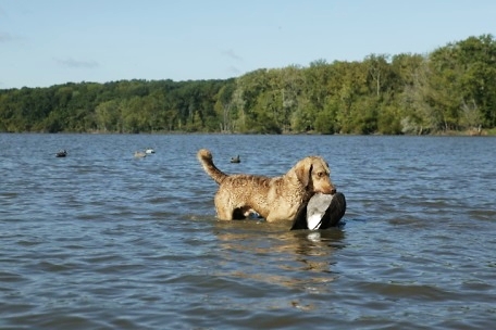 puppy playing