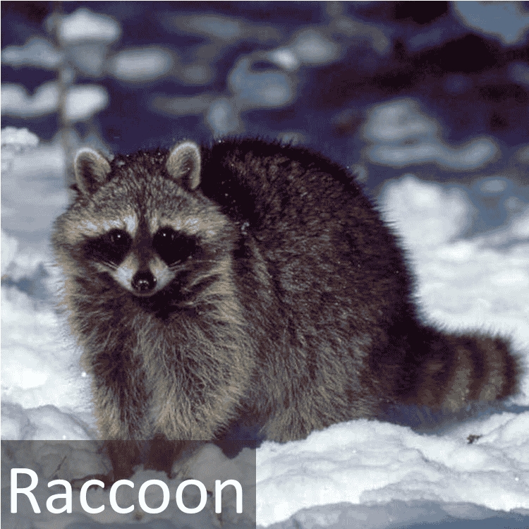 Raccoon