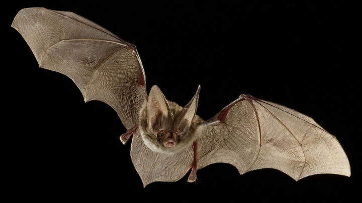 Rafinesque’s big-eared bat with extended wings, by Michael Durham