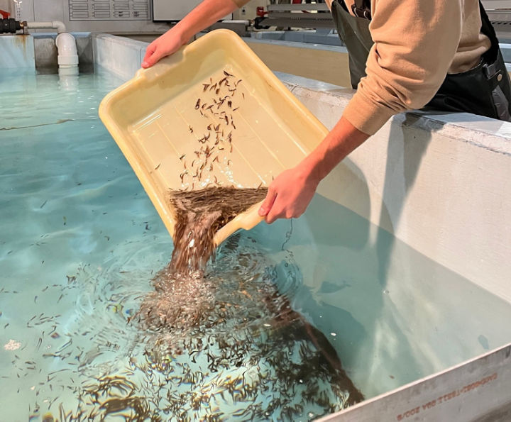 Photo of Rainbow Trout fry, Courtesy of Jake Wolf Memorial Fish Hatchery