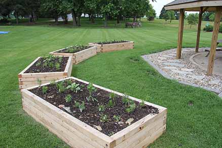 prairie plants in raised beds