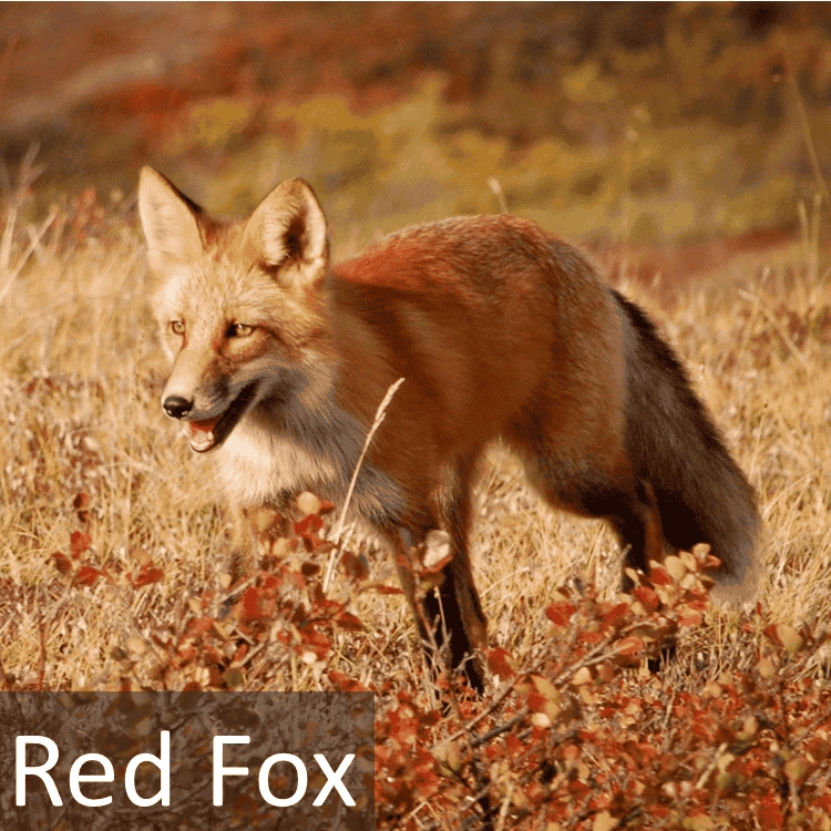 Red Fox