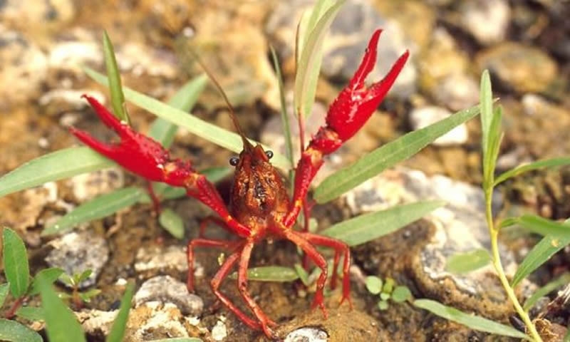 Red Swamp Crayfish