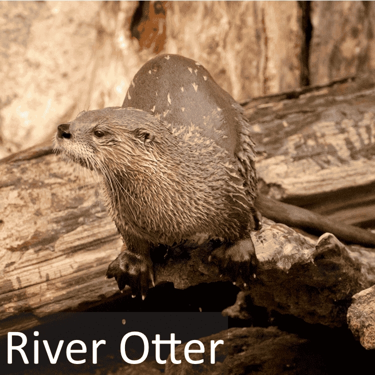 River Otter