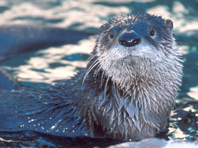 River Otter