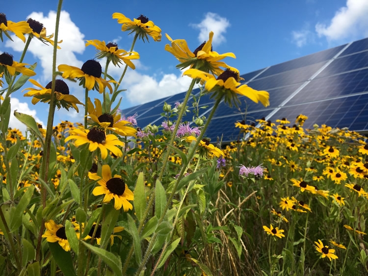 Fowers planted next to the solar panel