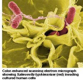 salmonella