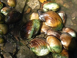 Salt Fork Bridge Site Vermilion Co Mussels