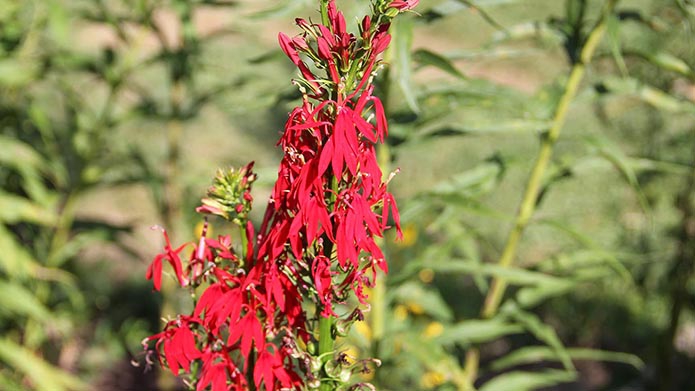 Sep2019CardinalFlower.JPG