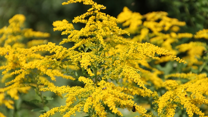 Sep2019Goldenrod.JPG