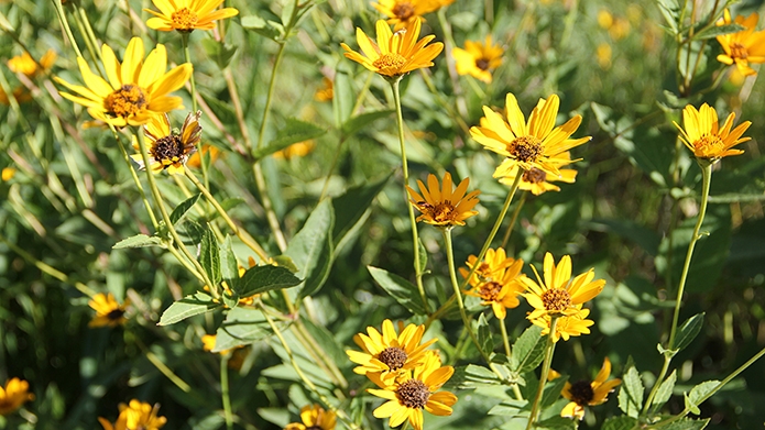 Sep2019OxEyeSunflower.JPG