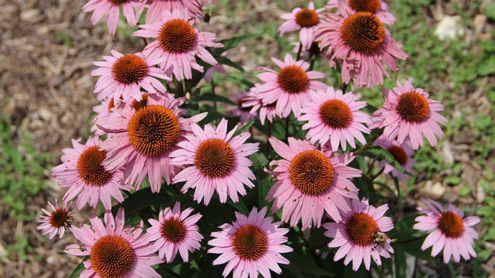 Sep2019PurpleConeflower.JPG