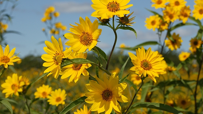 Sep2019SawtoothSunflower.JPG