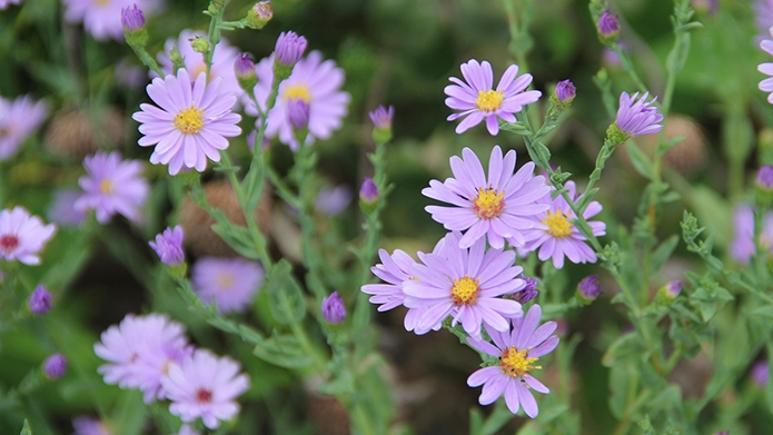 Sep2019SmoothAster.JPG