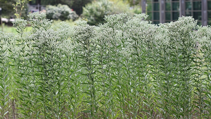 tall boneset (Eupatorium altissimum)