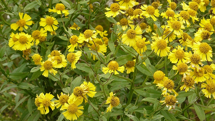 Sep2019YellowSneezeweed.JPG