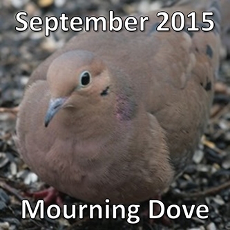 September 2015: Mourning Dove