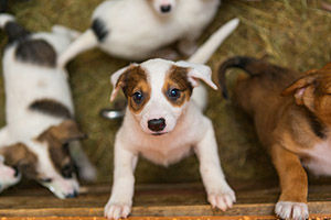 Animal Health and Welfare Licenses - Pets
