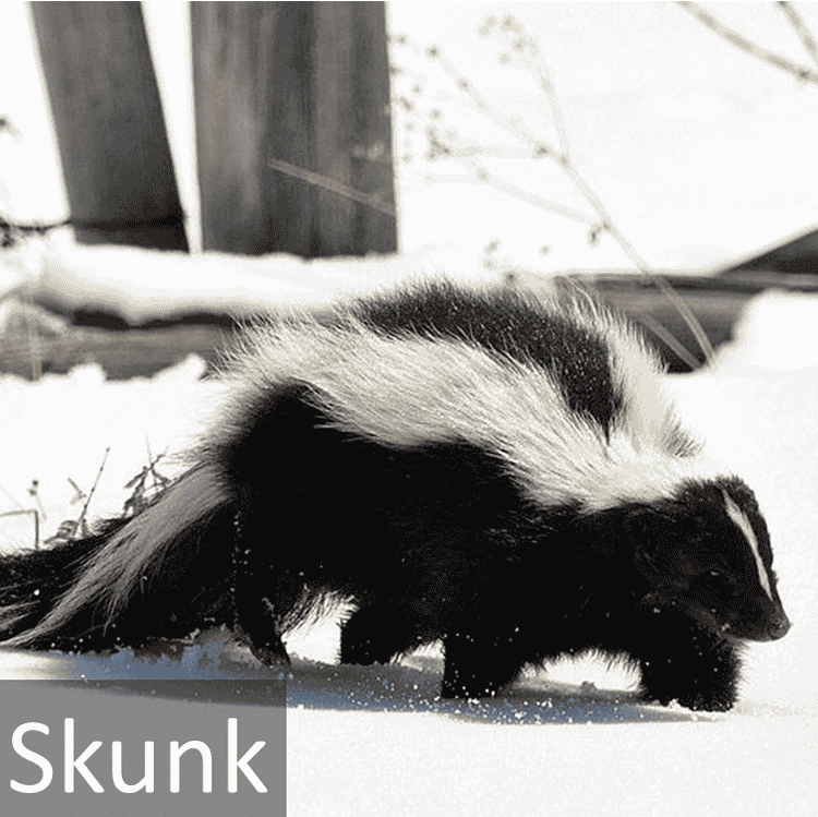 Skunk