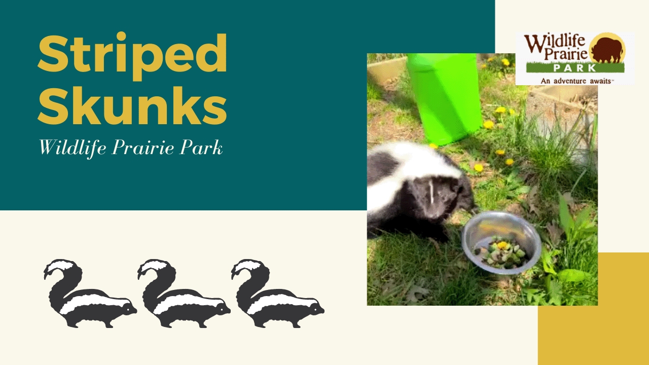 Skunks