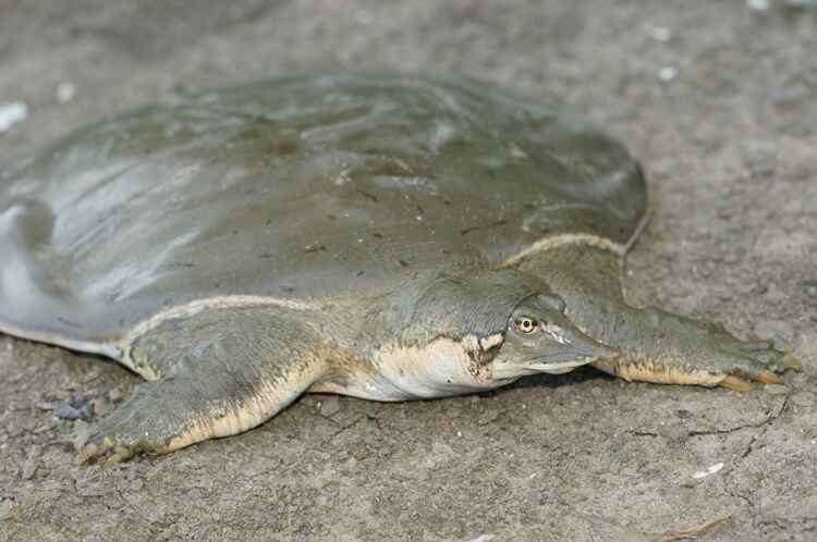 Smooth Softshell IL River Gooley.JPG