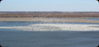Aerial View of Snow Geese by Jacob Randa/USFWS
